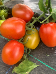 Roma Tomatoes - Local