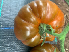 Black Russian Tomatoes - Local