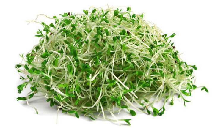 Sprouts Alfalfa